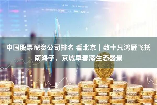 中国股票配资公司排名 看北京｜数十只鸿雁飞抵南海子，京城早春添生态盛景